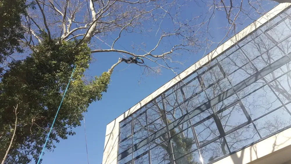 Taille d'arbre à Aubagne