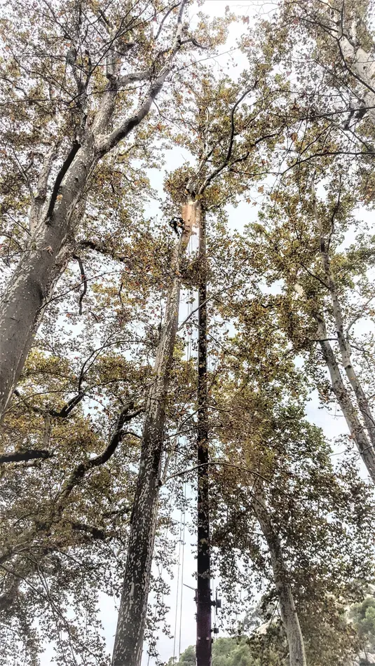 Coupe d'arbre à Aubagne