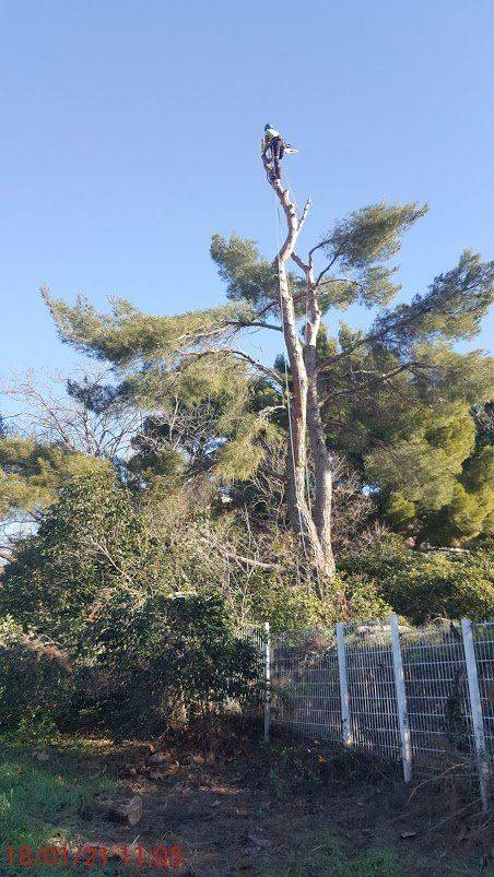 elagage arbre haut aubagne
