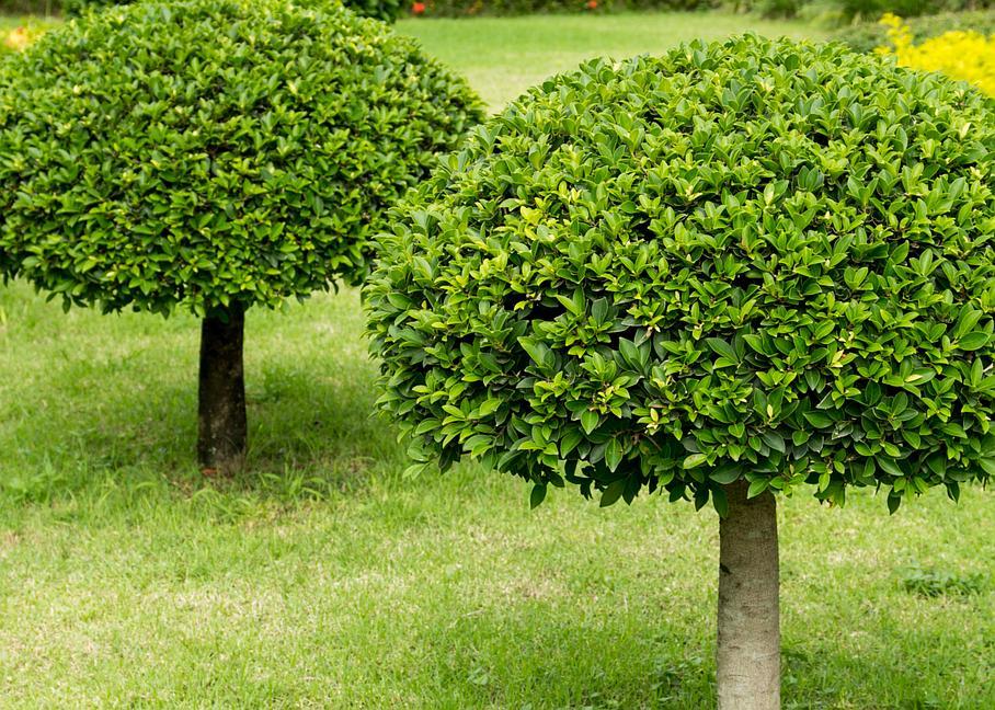 lagage de tout arbre près d'Allauch
