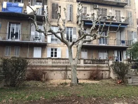 Travaux d'élagage Après