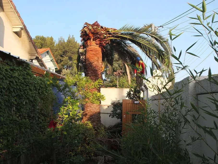 Abattage et Démontage à Aubagne